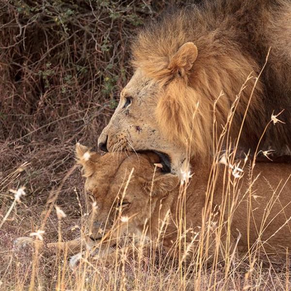 flashmctours's tweet photo. Cuddling can sometimes be scary you know? #AfricanSafari #KenyaSafari #wildlife #Africa #Safari #FlashMc #wildlifephotography https://t.co/CFJbRoiVxc