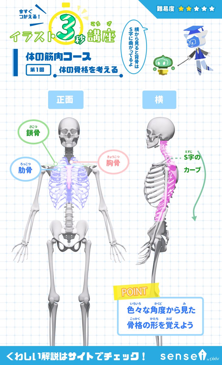 Twitter 上的 Pixiv描き方 Sensei 正面と横から骨格の形を見ていきましょう イラスト3秒講座 詳しくはこちら T Co O0rru81osz T Co Sshmsyl1fi Twitter