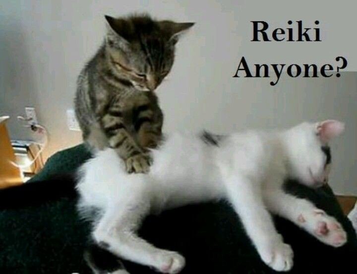PurpleKatieseas's tweet photo. I'm offering Animal healing am sure their are pet lovers out there #animalhealing #wirral #liverpool #cheshire #merseyhour https://t.co/dsISWbSaK4