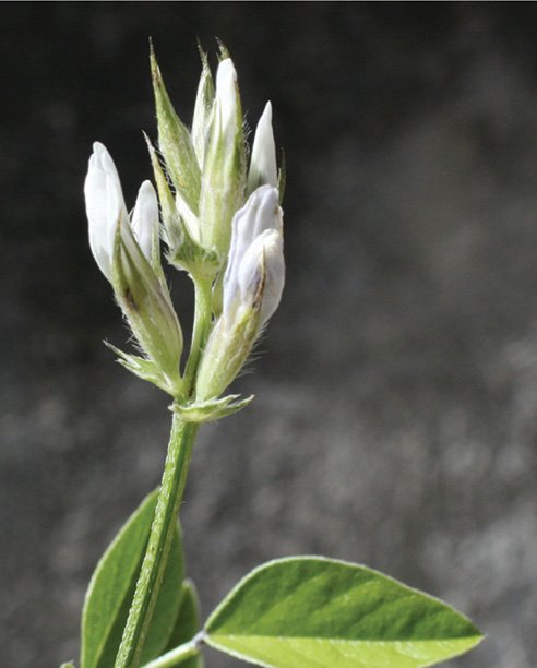 PhytoKeys's tweet photo. True #chasmophyte, this #newspecies grows on rocky northern slopes of the Anti-Atlas Mountains #Morocco #Fabaceae https://t.co/P1hDcGIszB https://t.co/e2lvZ9Ae1R