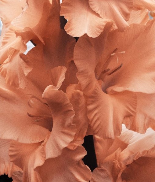 Blemish free, hydrated, bright skin 🌹