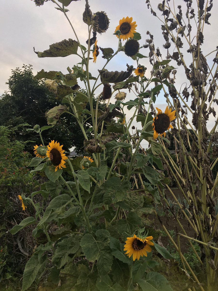 すっかり涼しくなったな。この前のヒマワリも…