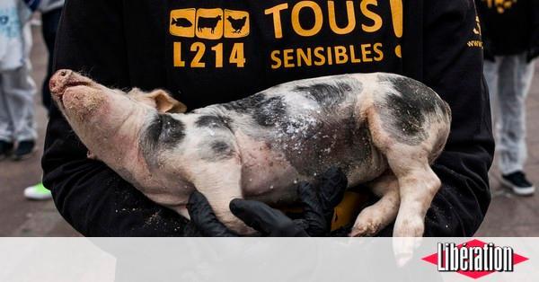 libe's tweet image. [TRIBUNE] Laissez l’association @L214 faire son travail bit.ly/2vF8zJo