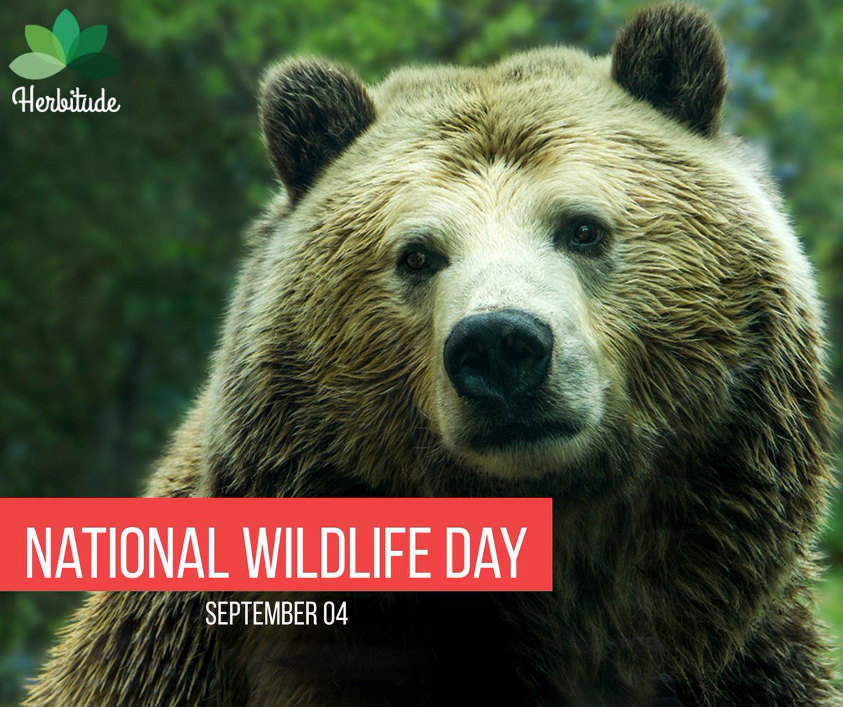 herbitude1's tweet image. The Future of Wildlife is in Your Hands! Help the Animals -  Donate Today!  #NationalWildlifeDay