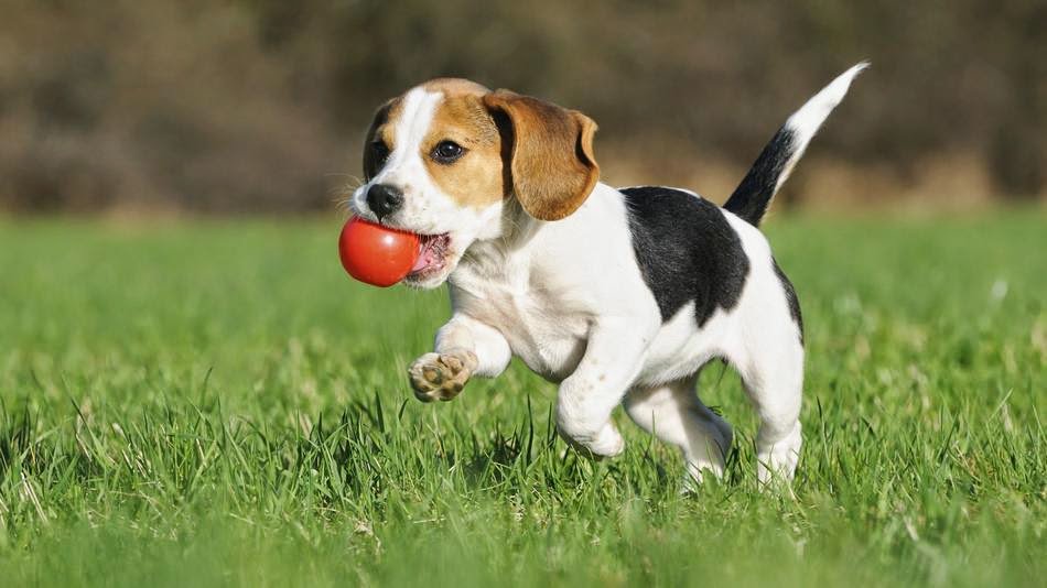 ChangeNewsZA's tweet photo. @AfricanTails gives us 🔟 tips on how to take care of your #animals 🐶🐱🐭🐹#friendsforlife #cute #pets #SpringIntoChange https://t.co/YBIUkEYRI2 https://t.co/st6JQHLVGS