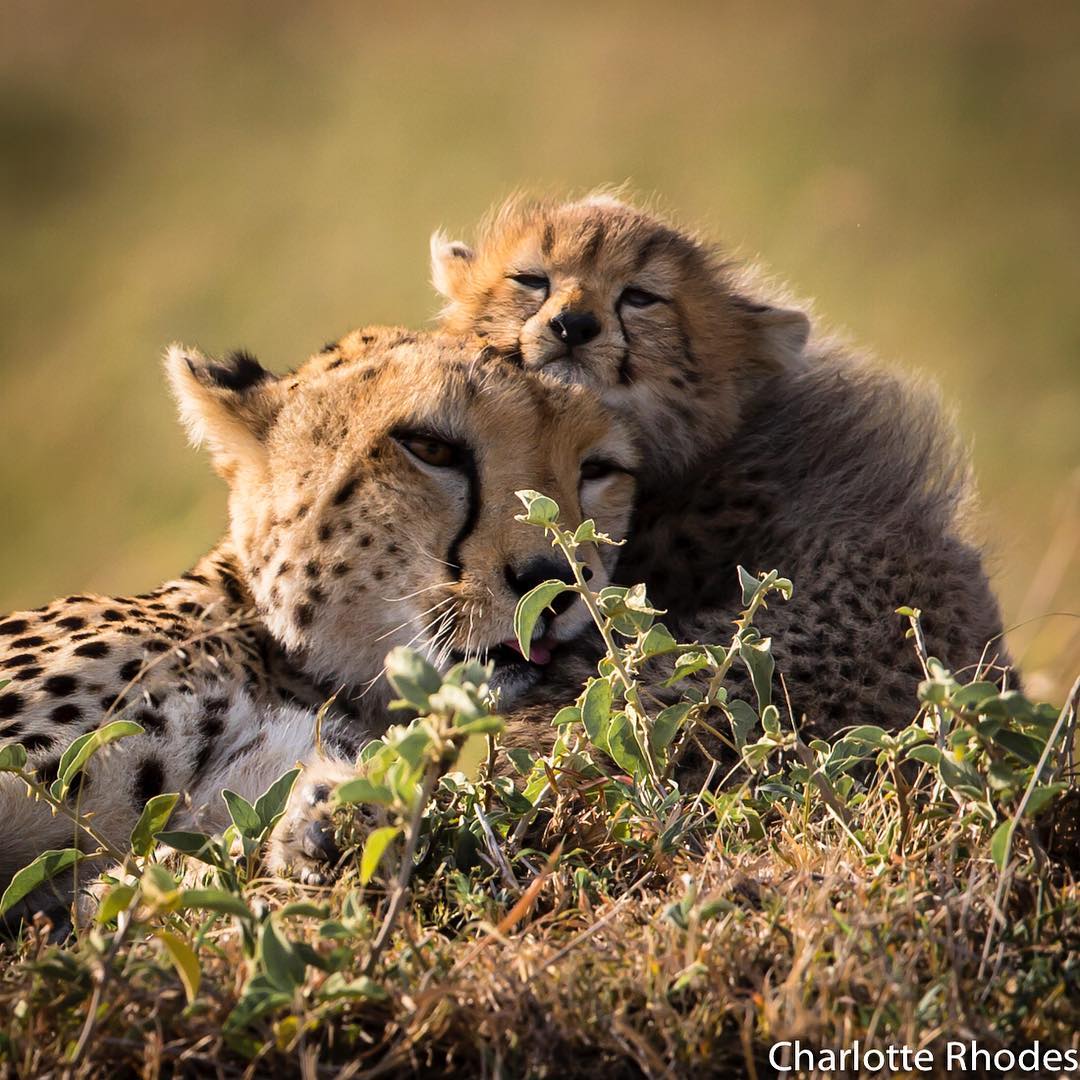 Happy #NationalWildlifeDay!