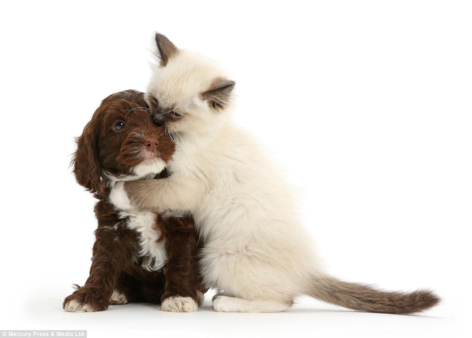 ChangeNewsZA's tweet photo. @AfricanTails gives us 🔟 tips on how to take care of your #animals 🐶🐱🐭🐹#friendsforlife #cute #pets #SpringIntoChange https://t.co/YBIUkEYRI2 https://t.co/st6JQHLVGS