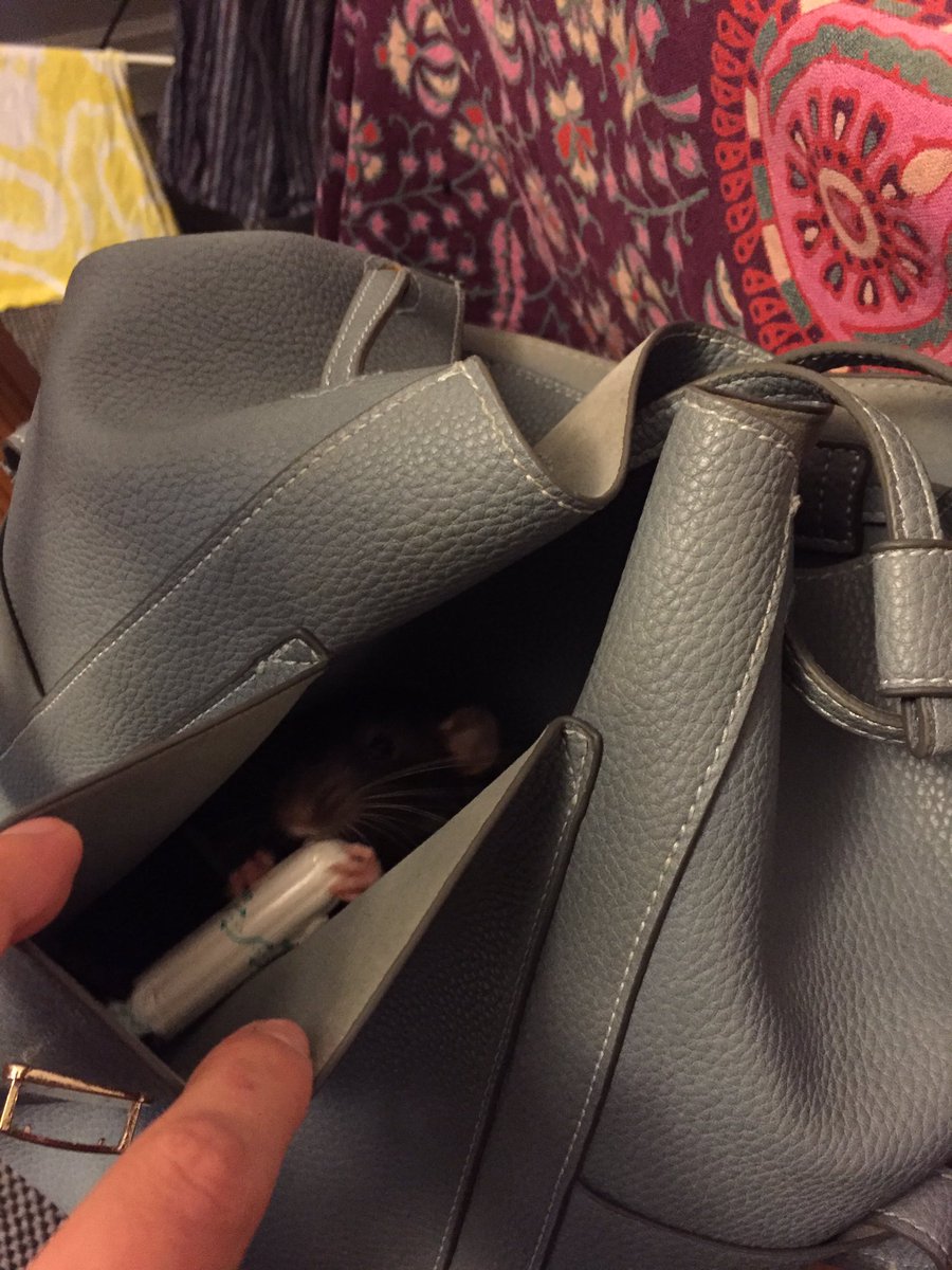 Ncooperbates's tweet photo. When you find your pet rat in your handbag chowing down on a tampon you know it's going to be a good week 🙈🐀 https://t.co/nxz7An2miO
