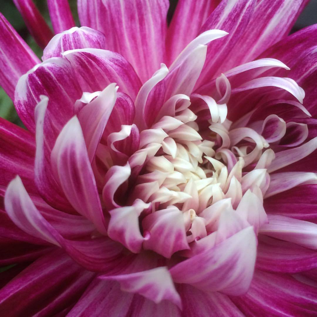 OhioGuy33's tweet photo. From my garden earlier Sunday. #garden #dahlias #ohio https://t.co/naALcnJ9EJ