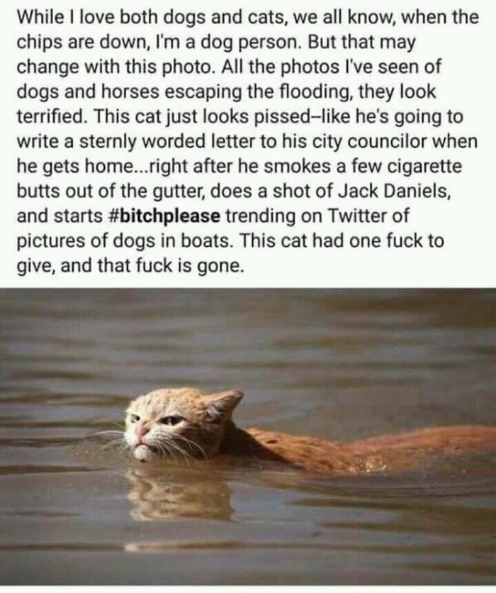 RuigBeertje's tweet photo. #Bitchplease #Cat #Onefuck #Nofucks #Harvey https://t.co/eOFUMenniT