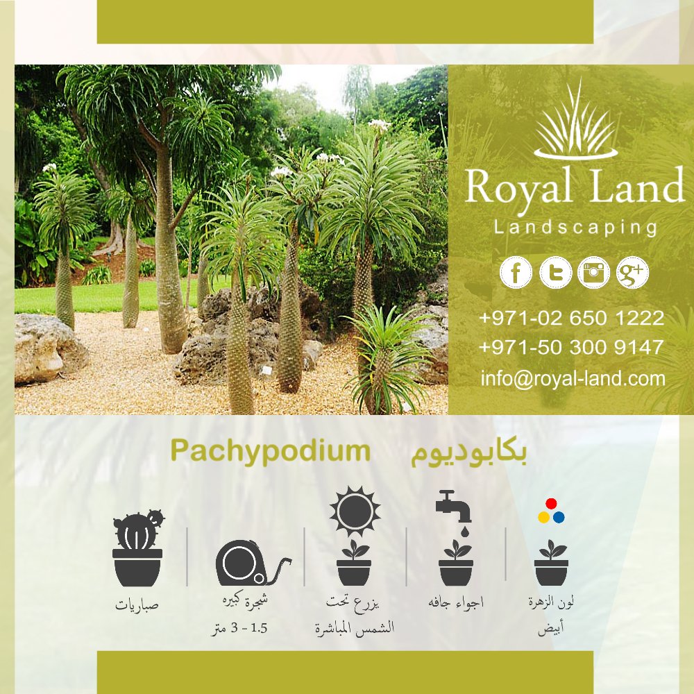 #بكابوديوم #Pachypodium
#صبار #صباريات #حديقه #امارات #ابوظبي #UAE #بين_جسرين #الشامخة #مدينة_خليفة #مدينة_محمد_بن_زايد #مصدر #الشوامخ