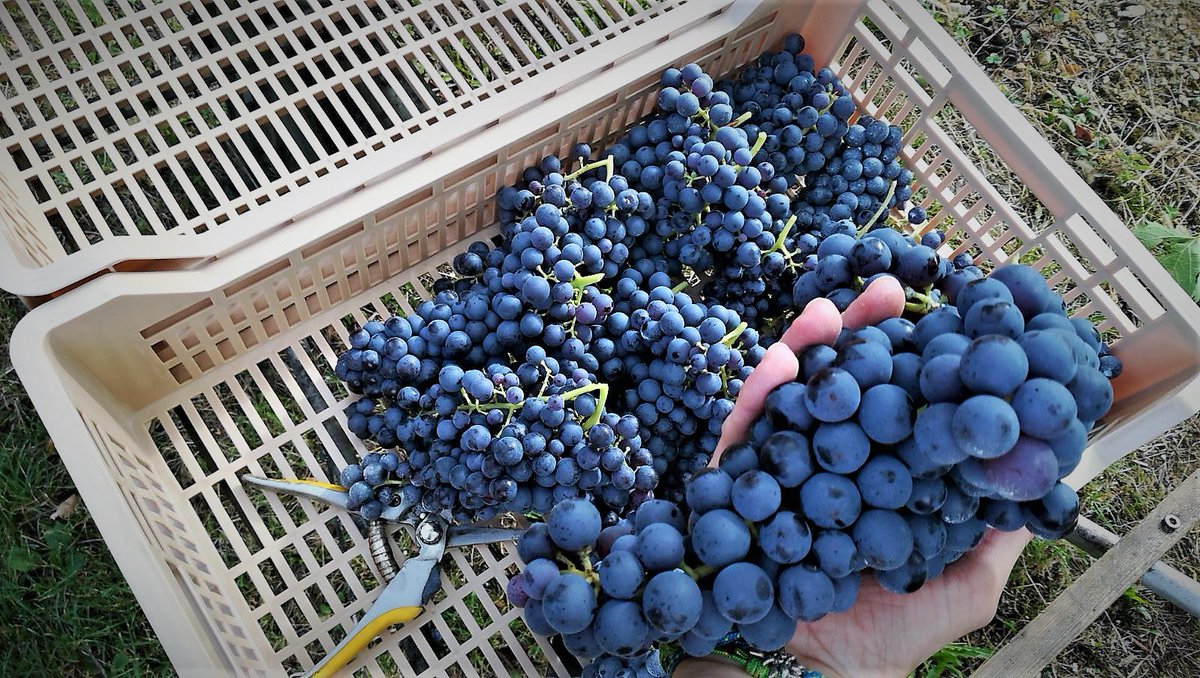 C_Valpolicella's tweet photo. Today #Harvest2017 begins with perfect grape bunches. Happy Harvest everyone! #Vendemmia2017 #Valpolicella #Amarone #Ripasso #italianwine https://t.co/bo39jUJCih