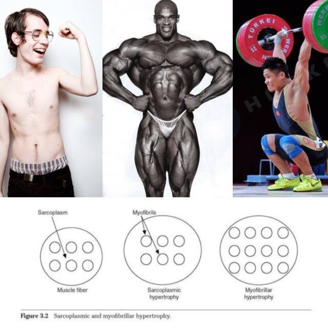 MAthleticism's tweet photo. Bigger muscles = stronger, faster, better overall athlete 🏋️‍♀️💪 FALSE!! Check out the full post on our Facebook 💪🏋🏼 https://t.co/Dru0299Sp3