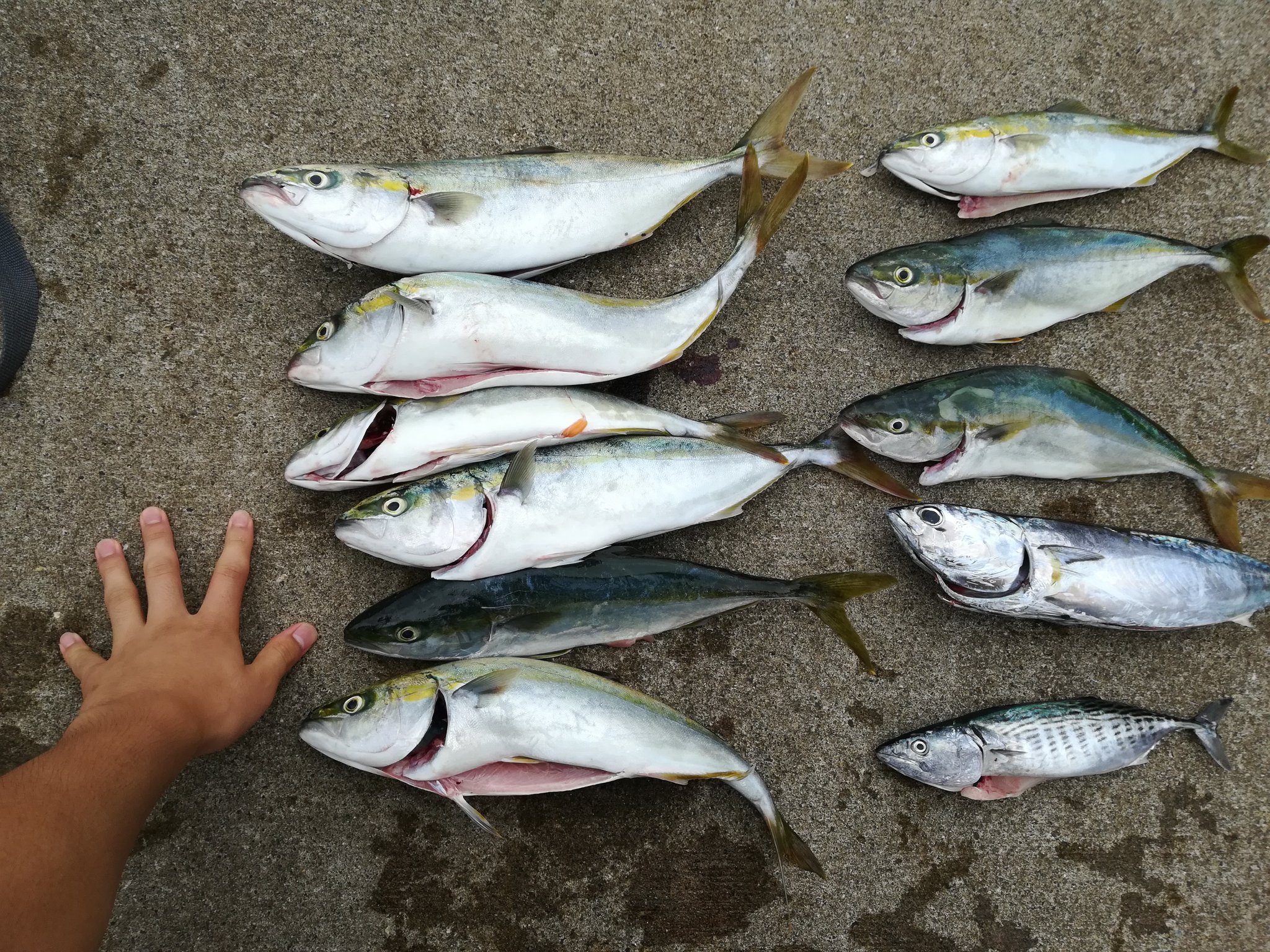 ししゃも 釣り 湘南 Fishing Shisho Twitter