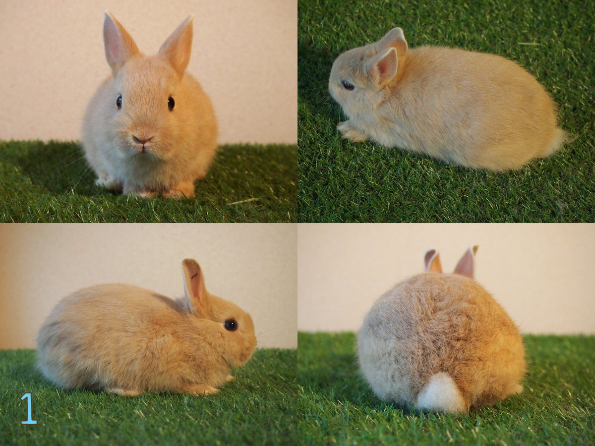 うさぎカフェ ミニヨン 子うさぎ販売 ミニヨンにハルとこじろうの子供たちがやってきました ネザーランドドワーフ カラー フォーン 1 3 オレンジ 4 17 8 1生まれ みんな元気で仲良しです ぜひ会いに来て下さいね ネザーランドドワーフ 子