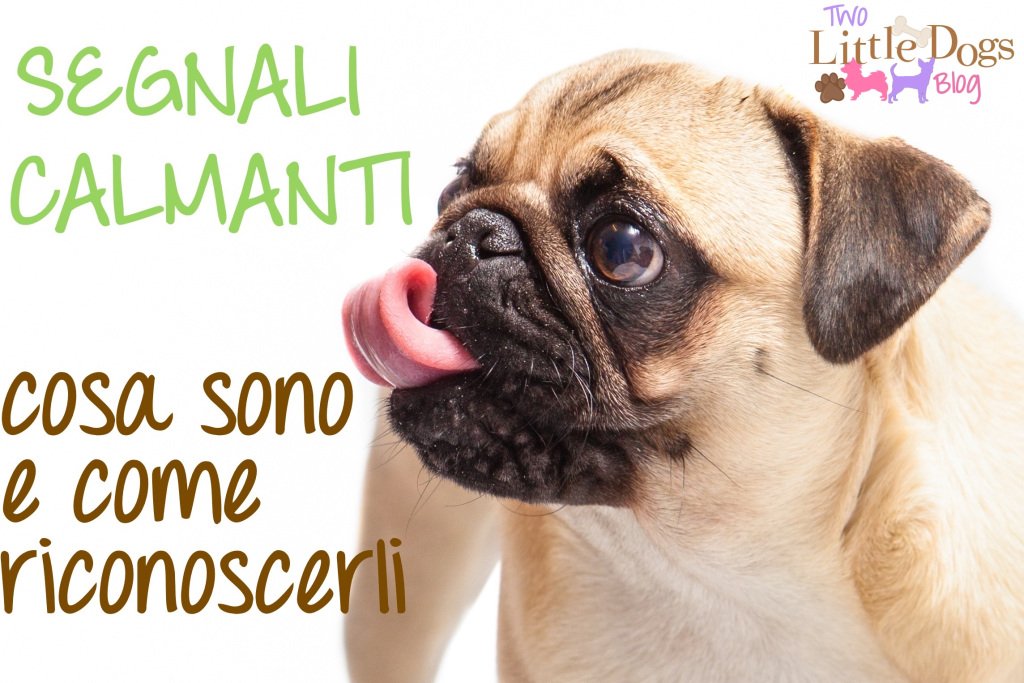 2littledogsblog's tweet photo. SEGNALI CALMANTI – cosa sono e come riconoscerli https://t.co/Xov9HZABAY https://t.co/lEn76TZ52m