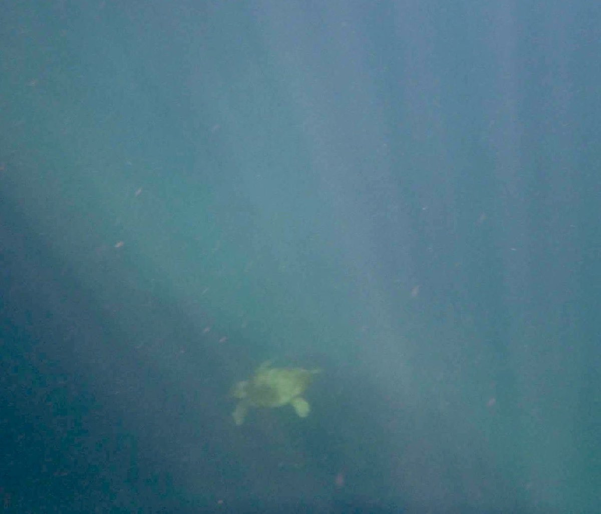 IonianDiscovery's tweet photo. #tartaruga #turtle #ioniandiscoveries #Grecia # Greece #vacanze #holiday #estate #summer #cefalonia #kefalonia https://t.co/QrK9iYP7WR