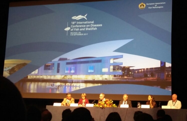 MilenaMMonte's tweet photo. Opening session at the 8th International Conference on Diseases of Fish and Shellfish @EAFP2017 https://t.co/9o0i1hacRf