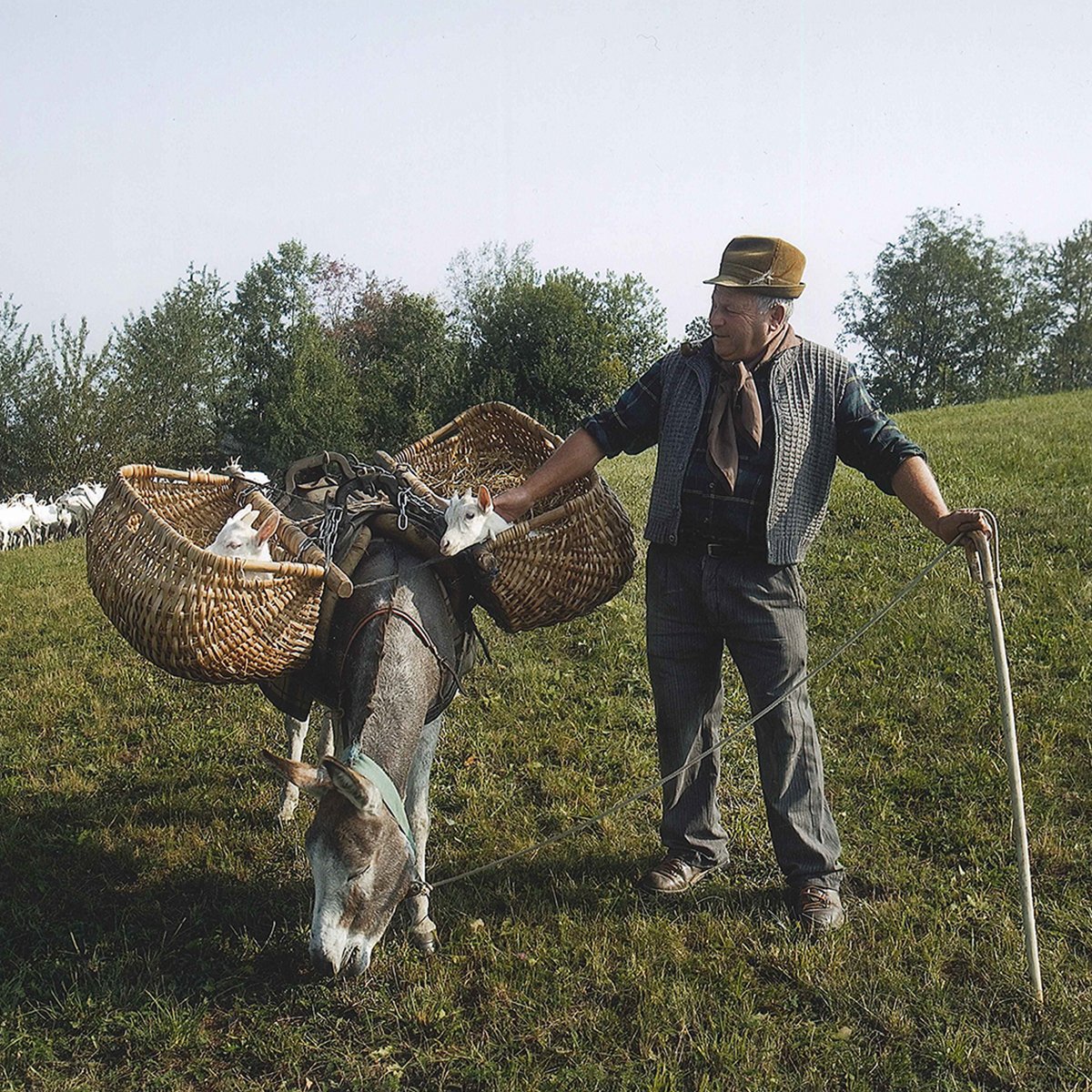 #cartolinedaglialpeggi I soliti fortunati... #beppinooccelli #occelli #burro #burrooccelli #alpeggi #montagna