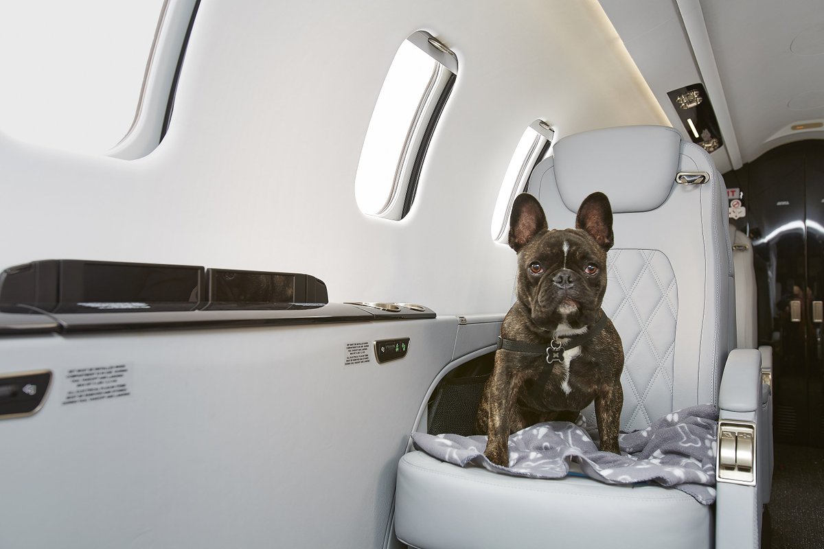 zenithavuk's tweet photo. This little guy doesn't want to be left behind! #Flypets #Petsonboard Doglife https://t.co/oyikYP7ZGL