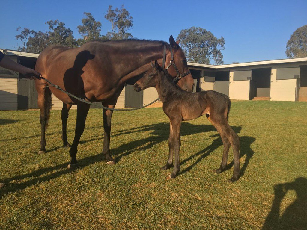 KellyDoughty4's tweet photo. Finally Little Brown Horse has a colt 45kg  by Exosphere https://t.co/neEBycCmN3