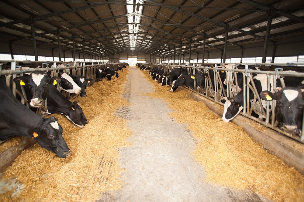 HefasDuiven's tweet photo. Stijging aantal stalbranden. Brandveiligheid dierenverblijven moet worden aangescherpt. https://t.co/01sJZpthUg #veehouderij #stalbranden https://t.co/HkCfikc63h