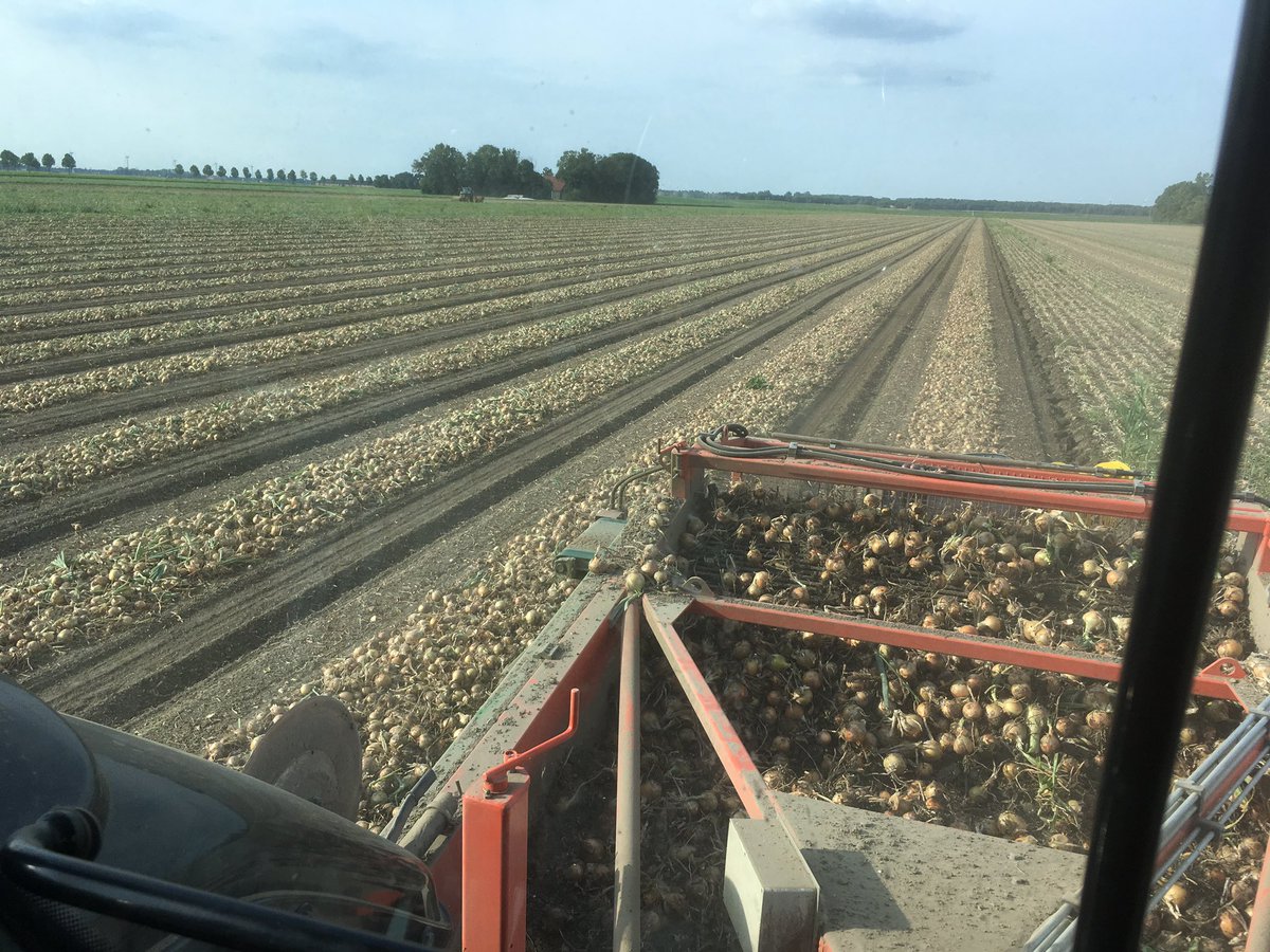 En gewoon blijven rooien