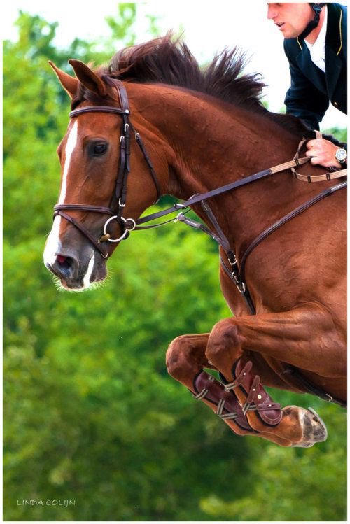 EquestrainFrank's tweet image. New equestrian Frank Iero account!
•Loves his horses
•Mainly a hunter jumper 
•Gay, asexual
•Super sweet guy

RT? ✨🐴