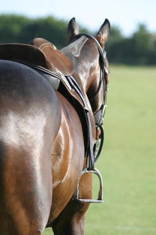 EquestrainFrank's tweet image. New equestrian Frank Iero account!
•Loves his horses
•Mainly a hunter jumper 
•Gay, asexual
•Super sweet guy

RT? ✨🐴