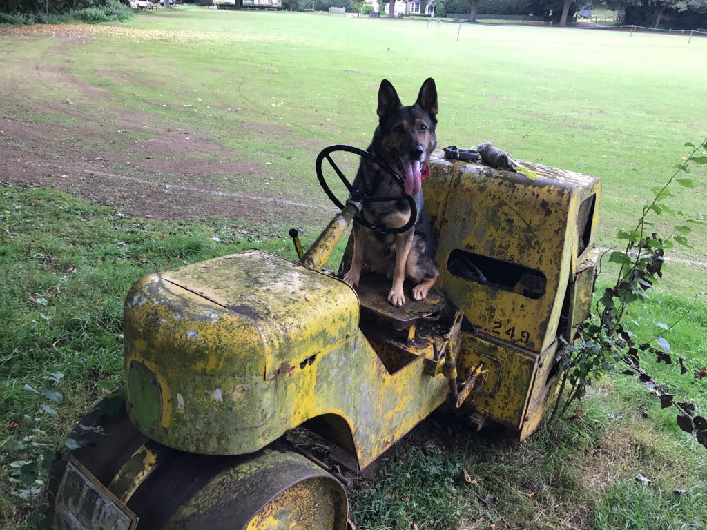 K9Finn's tweet photo. Seems Finn is bored with retirement &amp; is looking for a part time job. 😂 #Groundsdog #workingdog #FabulousFinn https://t.co/lX6pV2k2Jj