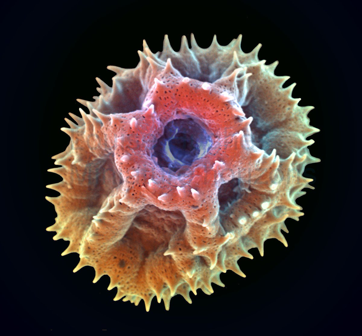 Are you interested in microscopy? We are looking for a technician to join our microscopy unit, job link below. my.corehr.com/pls/oburecruit…