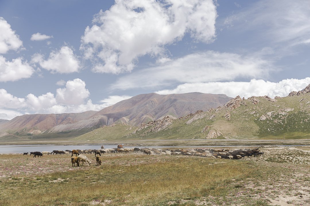 voyagesetc's tweet photo. Nan mais cette virée au lac Chatyr-Koul était quand même assez dingue... A deux pas de la Chine au Kirghizstan, il y ça #discoverKyrgyzstan https://t.co/g8BRiyuRVK