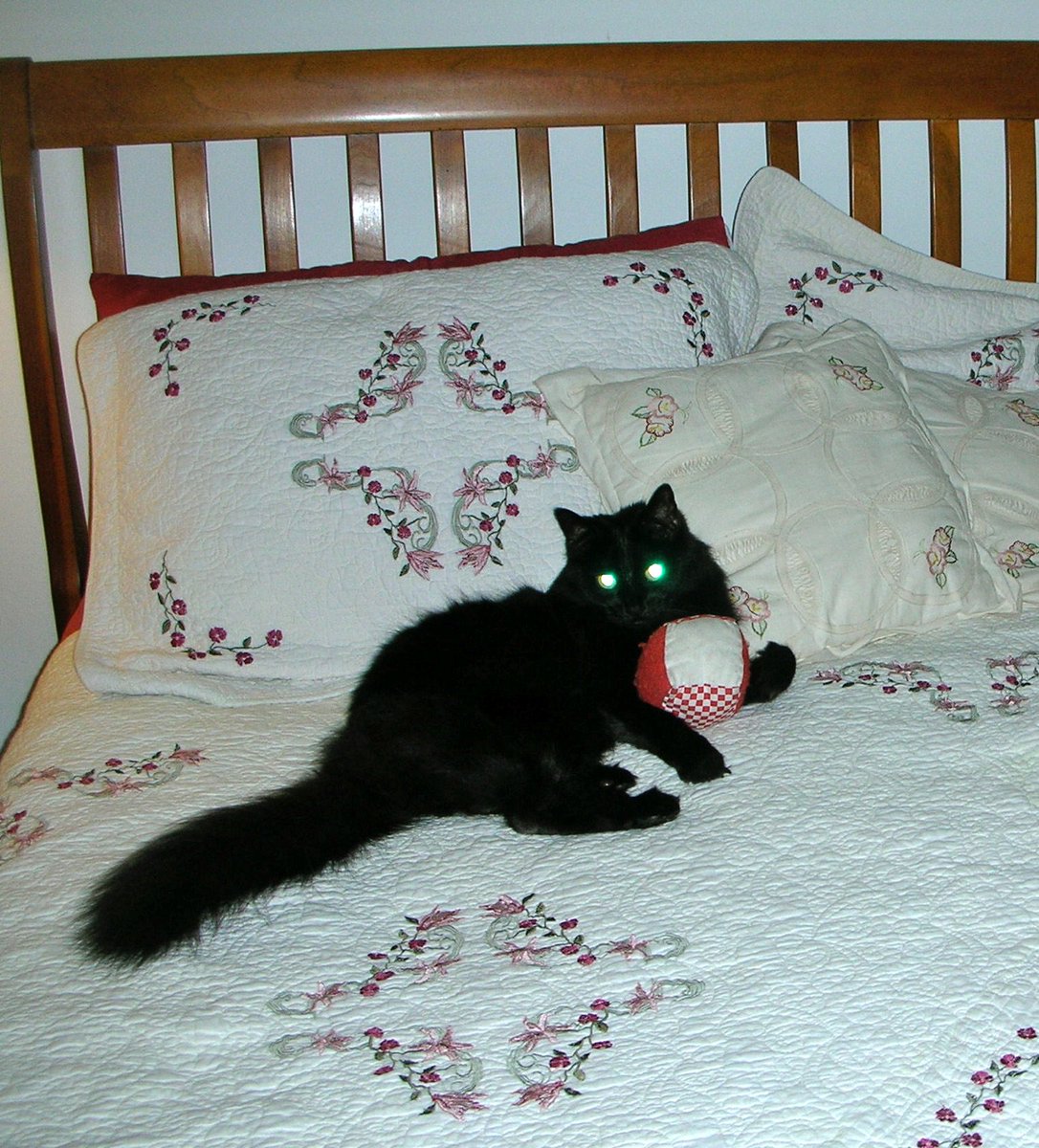 PetGuideUSA's tweet photo. Prissy says "Oh this is YOUR bed?β
Upload #pet photo - get featured:
https://t.co/BvJiH6lQ6X
#ThePetGuide #CatsOfTwitter
#Cats #pets #kitty https://t.co/prrEHZvGHS