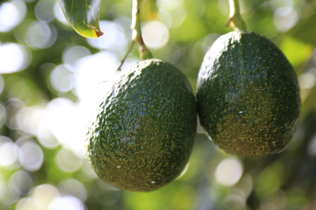 SaderJal's tweet photo. Jalisco ocupa el 2do. lugar nacional en la producción de aguacate el cual se exporta a 23 países. #VCLA2017 https://t.co/d2gckyIrcG