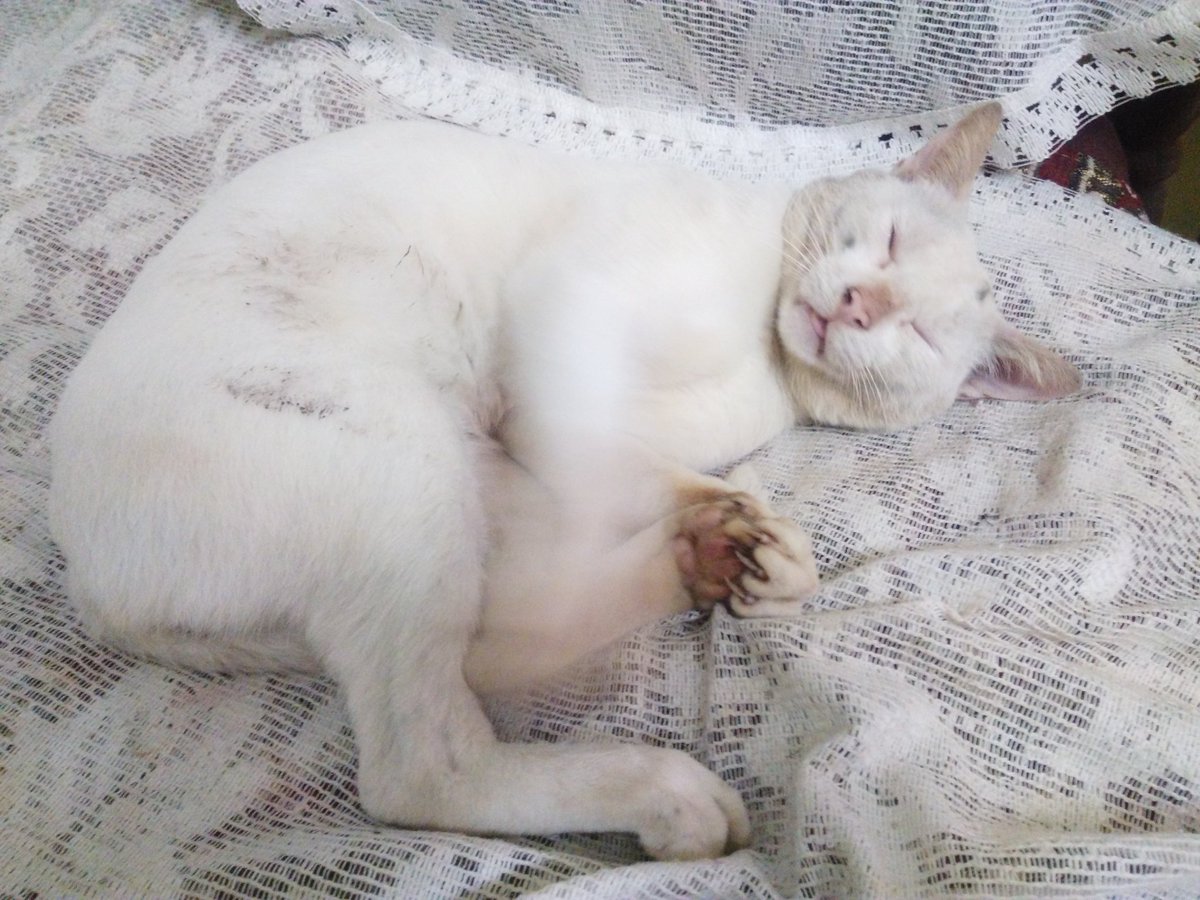 meta_abhinav_'s tweet photo. "do not disturb, I have claws" #BilliKumar #HonorYourPets #SeeWithHonor #Honor9 clicked by #Honor4X @Honorglobal https://t.co/njeyWpnX0n
