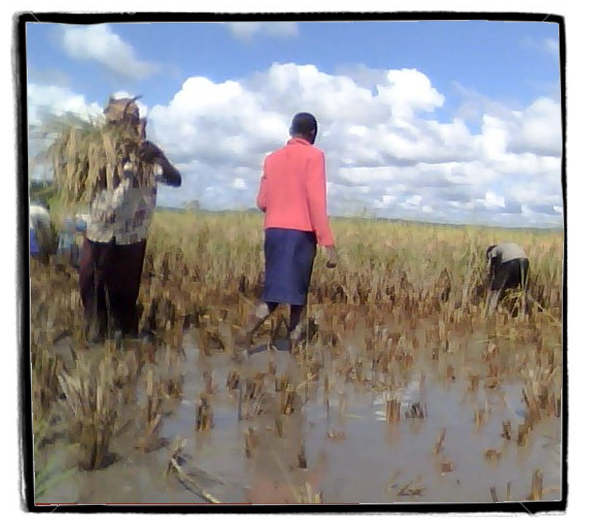 fair_funky's tweet image. Reading inspirational stories from @JTS_FairTrade farmers in #Malawi for the #RiceChallenge blog....COMING SOON!