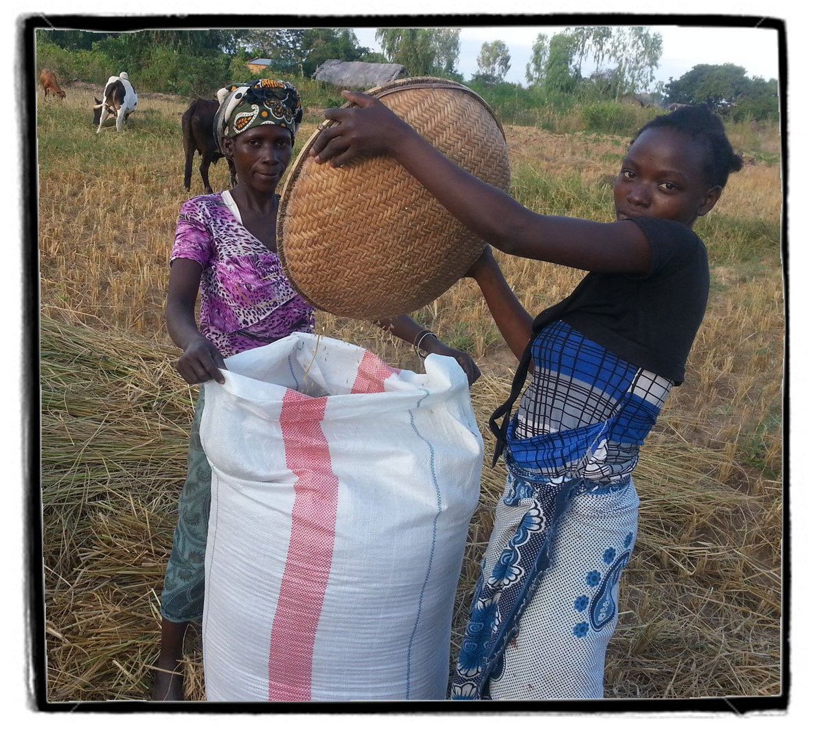 fair_funky's tweet image. Reading inspirational stories from @JTS_FairTrade farmers in #Malawi for the #RiceChallenge blog....COMING SOON!
