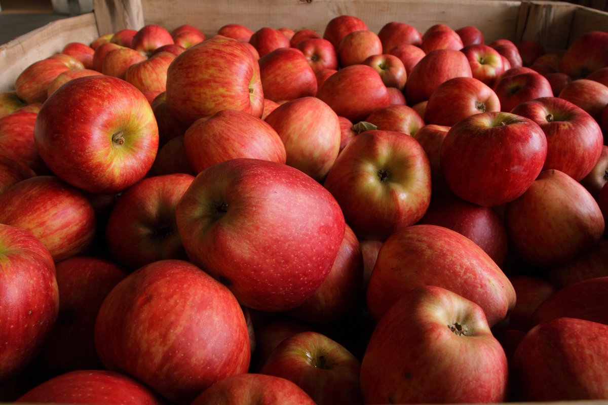 aragonalimentos's tweet photo. Es momento de consumir #Manzana #Aragón #Royal Gala #Golden #Reineta #VerdeDoncella #RedChief #ComsumoLocal #ProductoTemporada ¡buenísimas! https://t.co/oObqkuYaO8