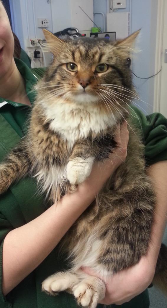 kynochvets's tweet photo. What to do if you find a stray animal https://t.co/uxBw89VhKN https://t.co/zYfyLtAUlM