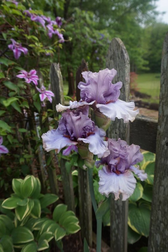 Botanichka's tweet photo. Ирис германский «Денсинг Гхост» (Iris germanica 'Dancing Ghost'). https://t.co/TmJP5blI8d
