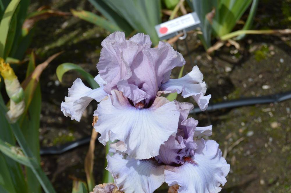 Botanichka's tweet photo. Ирис германский «Денсинг Гхост» (Iris germanica 'Dancing Ghost'). https://t.co/TmJP5blI8d