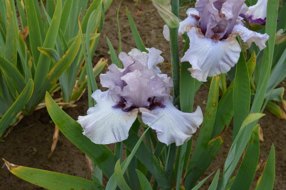 Botanichka's tweet photo. Ирис германский «Денсинг Гхост» (Iris germanica 'Dancing Ghost'). https://t.co/TmJP5blI8d