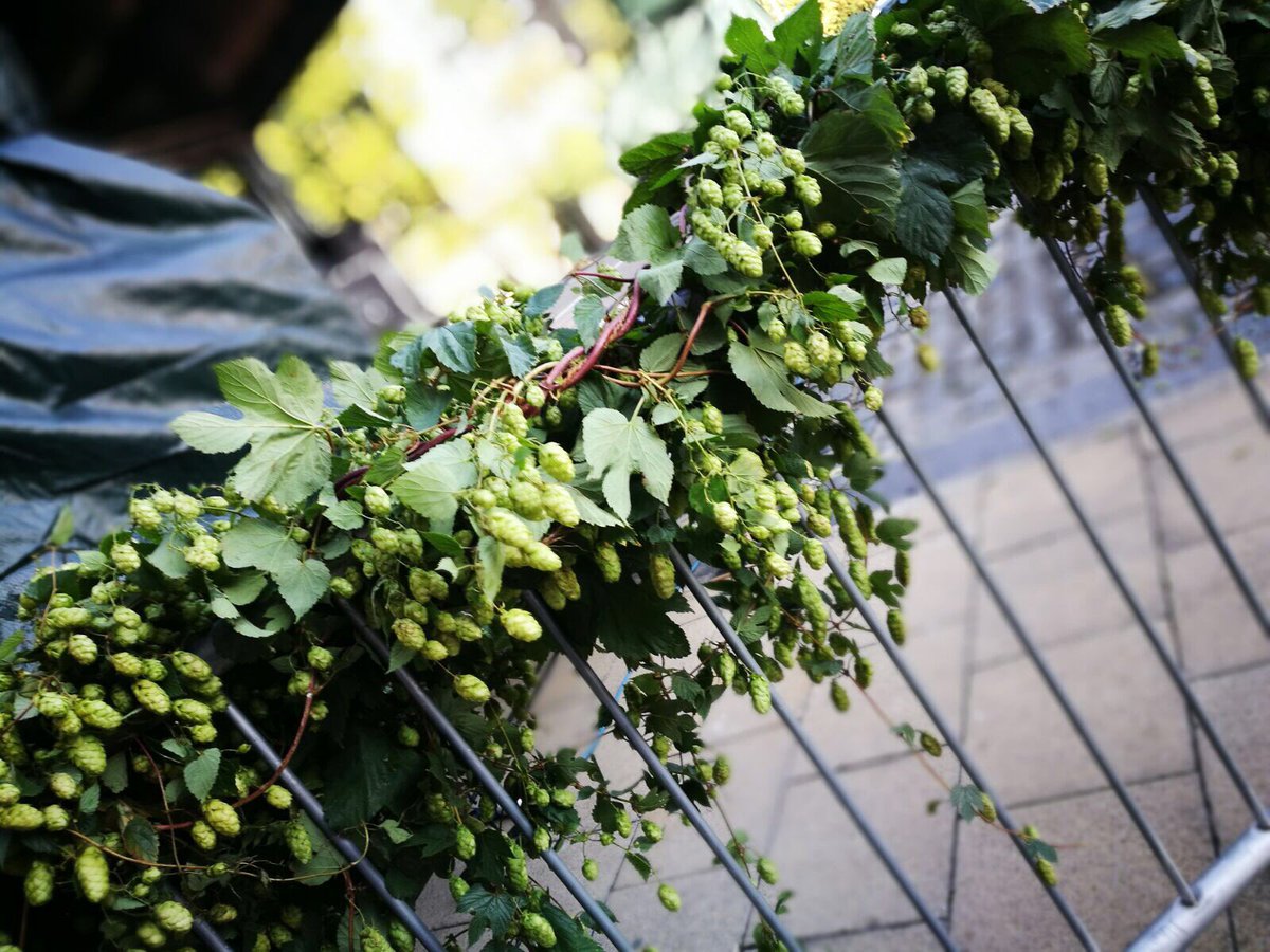 That's it for another year - thank you <a href="/HopFestival/">Hop Festival</a> ! If you loved visiting, be sure to pop back for our regular markets &amp; special events