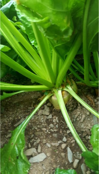FarmingConnect's tweet photo. Robbos Fodder Beet looking v healthy after a challenging spring|Big bales placed out for grazing in the Maris Kestrel Kales #demonetwork https://t.co/qaKAr8m1Wk