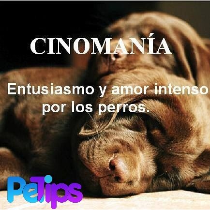 petipstv_'s tweet photo. “Un perro cansado es un perro feliz”. Invierte en juguetes interactivos que los mantendrán ocupados incluso cuando tengas que salir de casa. https://t.co/RwsXQWsbdO