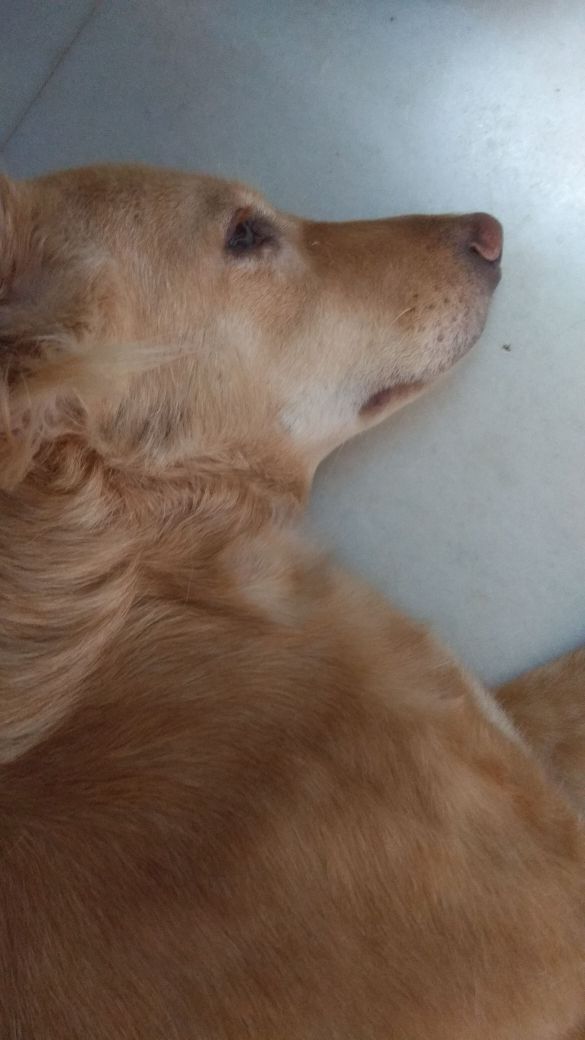 AB14589's tweet photo. @dog_rates !! ma name is hachi h post me now paaji !! https://t.co/kjHtK6Qfs8