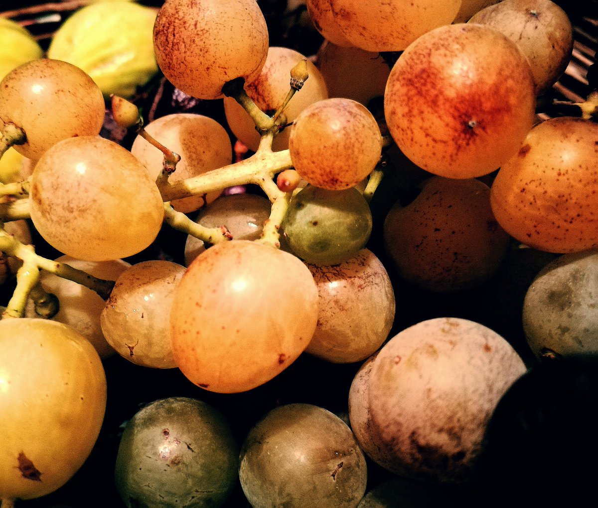AzBaccellieri's tweet photo. Primo lunedì di settembre🍇 #4settembre #calabria #vino @Andrea_Radic @calabriaonline @MTV_Italia @paoloigna1 @paoloigna1 @laRistorAzione https://t.co/CpZjrdBwQV