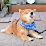 柴犬が世界中で愛されてる理由がわかる画像!どれをみても可愛くて胸キュン!