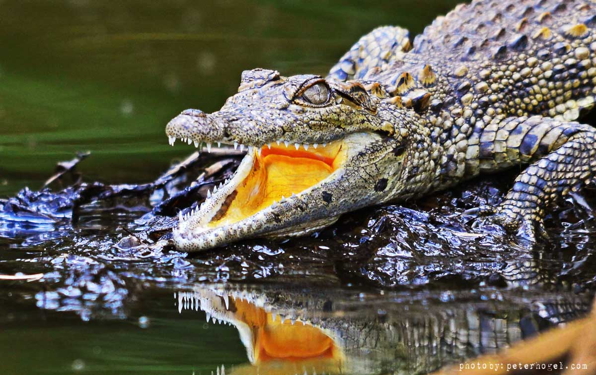EdenAdventureug's tweet photo. Crocodiles usually sit with their mouths open at the river bank as they try to cool off. They are known to sweat through their mouths. https://t.co/n6AI4aomKP