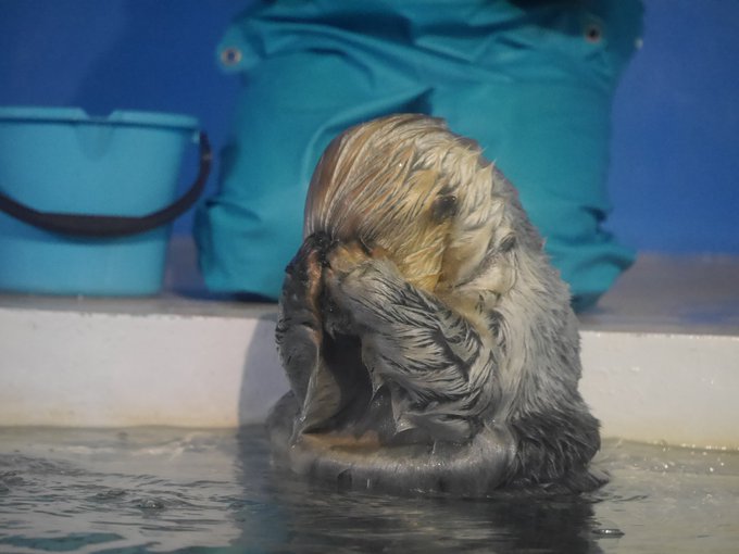 かぴよん Capylife 17年09月 Page 4 Twilog